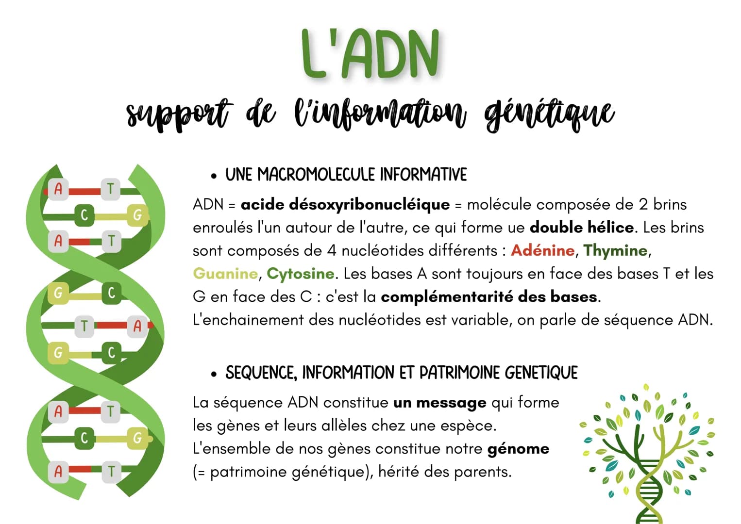 !!
G
A
T
T
C
C₂
IT
L'ADN
support de l'information génétique
C
A — T
A
• UNE MACROMOLECULE INFORMATIVE
ADN = acide désoxyribonucléique = molé