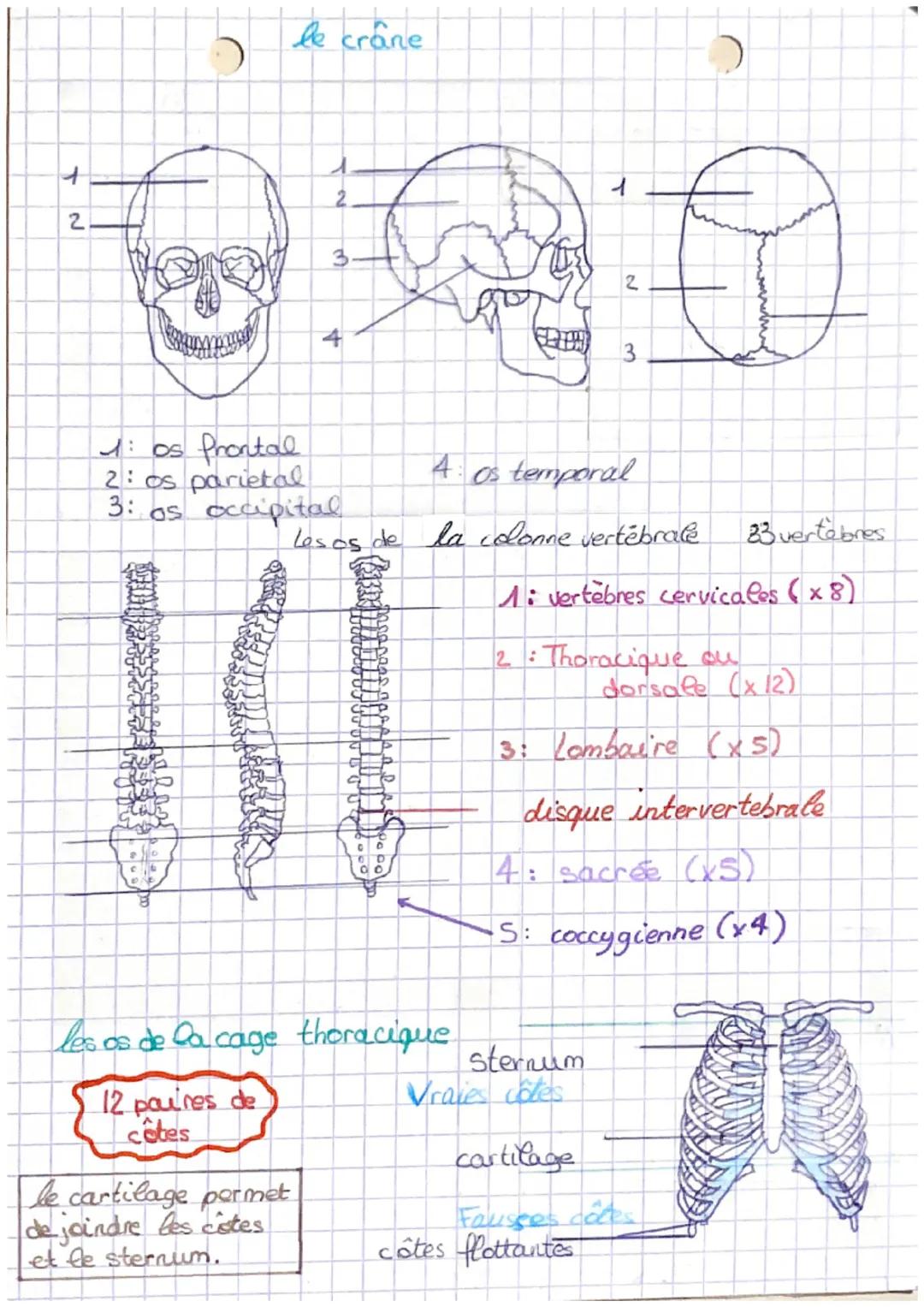 Biologie et physiopathologie
humaine
Séquence 3
le squelette et les os organisation du
squelette
membre
supérieur
humerus
ulra
radius
metaca