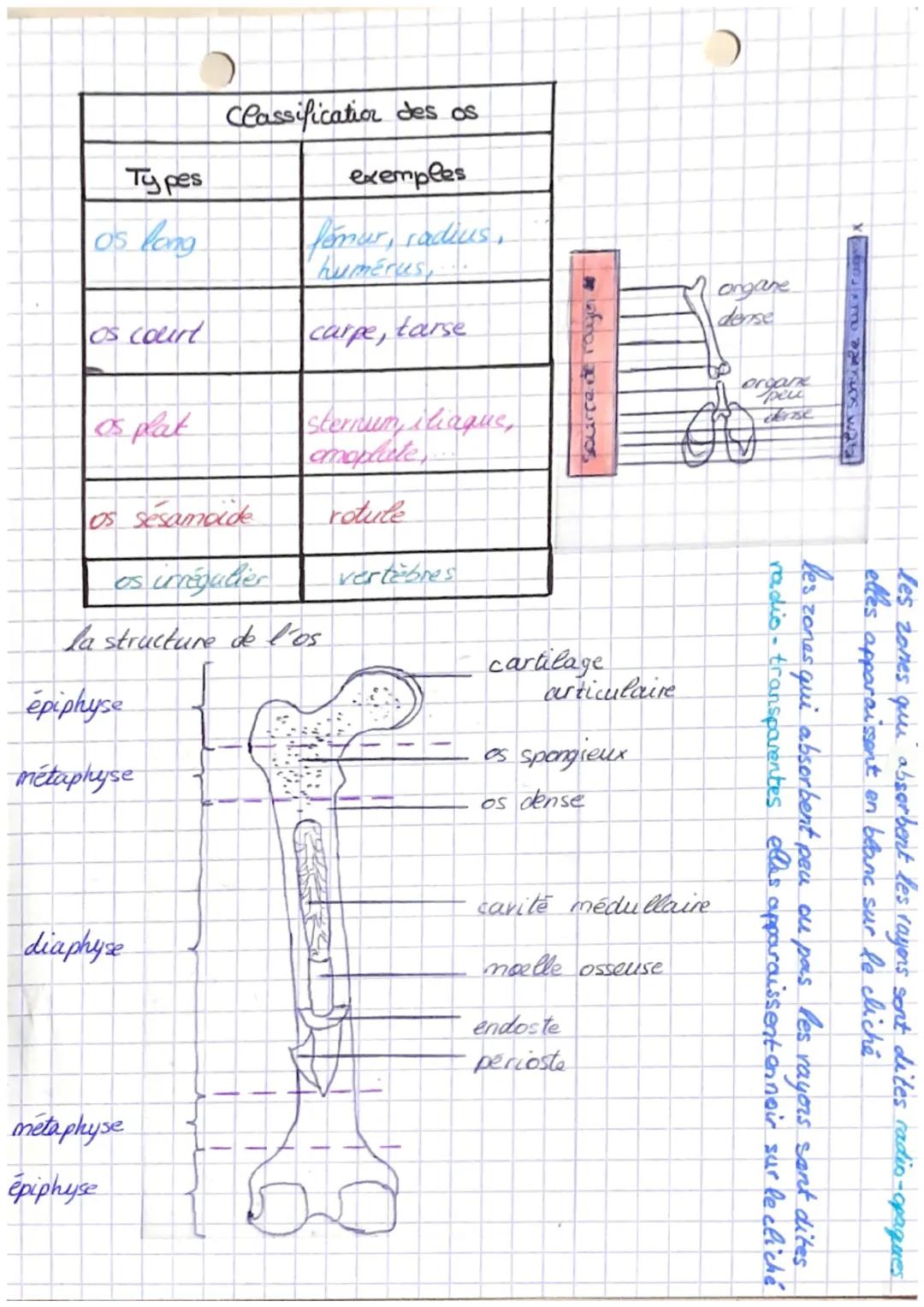 Biologie et physiopathologie
humaine
Séquence 3
le squelette et les os organisation du
squelette
membre
supérieur
humerus
ulra
radius
metaca