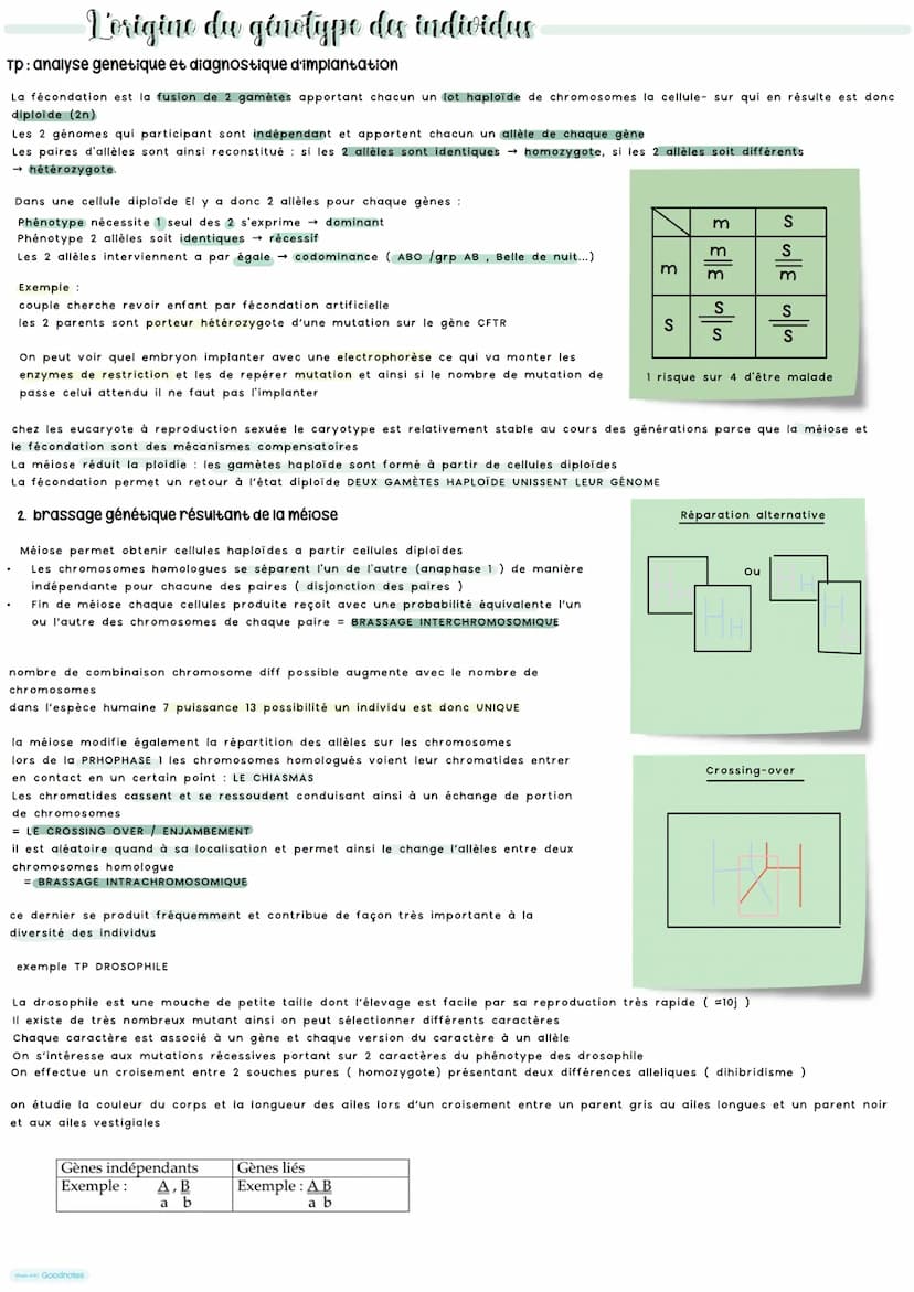 Vorigine du génotype des individus
Au sein d'une espèce il existe une grande diversité génétique des individus. Grace a diversité ADN car mu