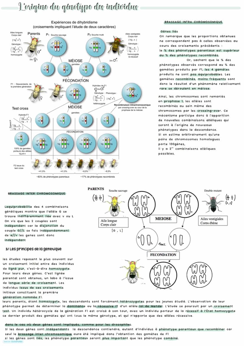 Vorigine du génotype des individus
Au sein d'une espèce il existe une grande diversité génétique des individus. Grace a diversité ADN car mu