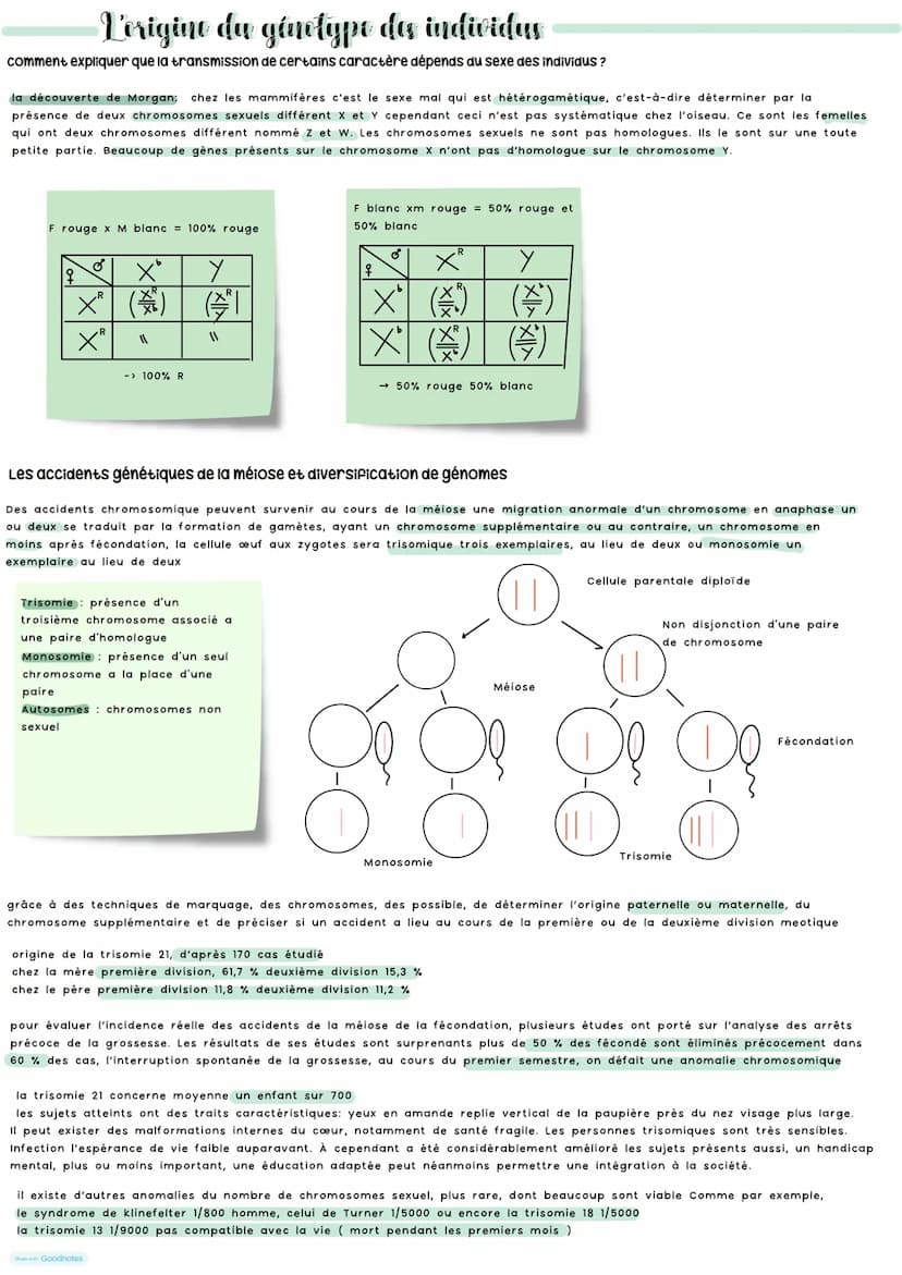 Vorigine du génotype des individus
Au sein d'une espèce il existe une grande diversité génétique des individus. Grace a diversité ADN car mu