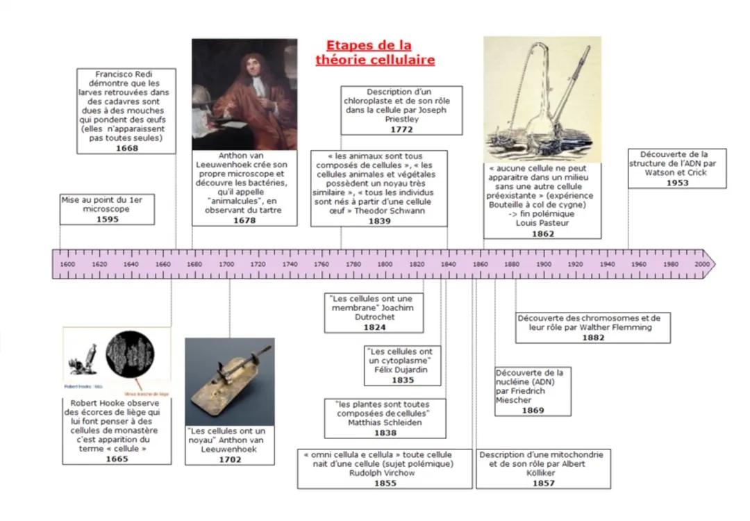 La théorie cellulaire 