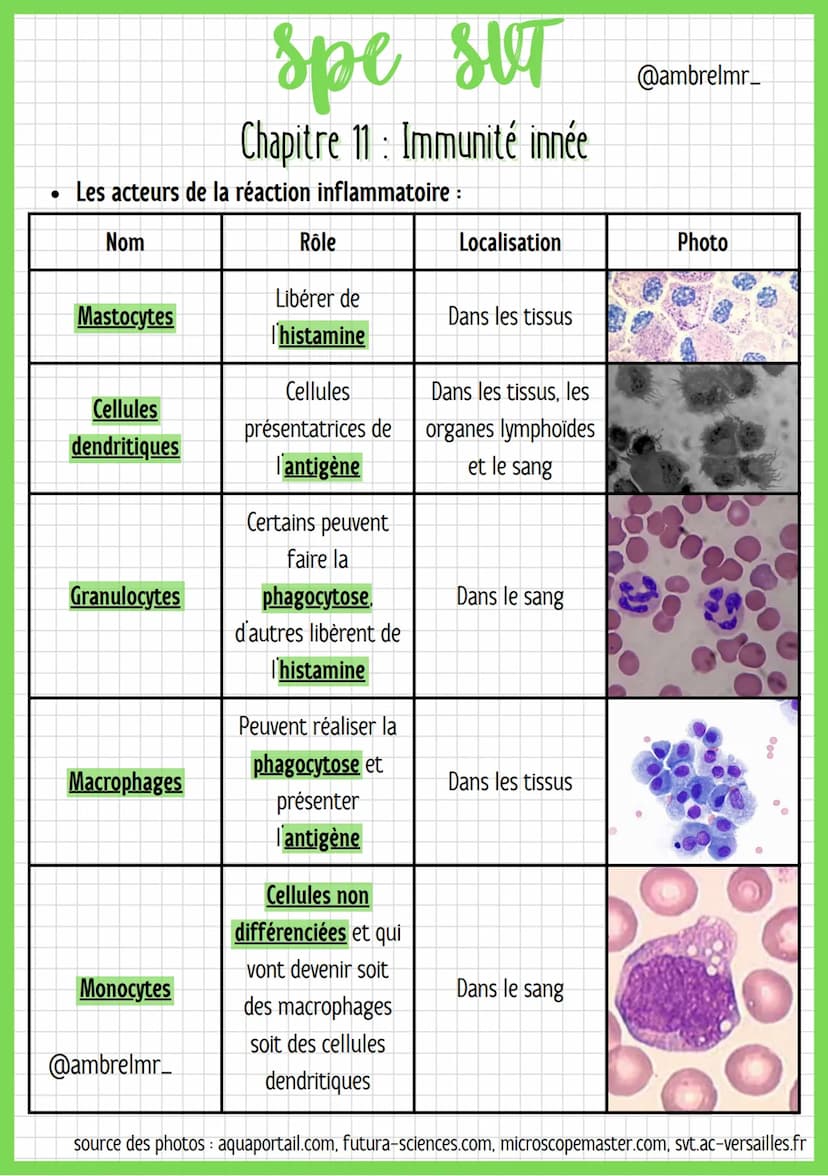 ●
spe str
SUT
LA RÉACTION
Globules blancs = leucocytes : Cellules immunitaires.
Vasodilatation : C'est la dilatation des vaisseaux sanguins 