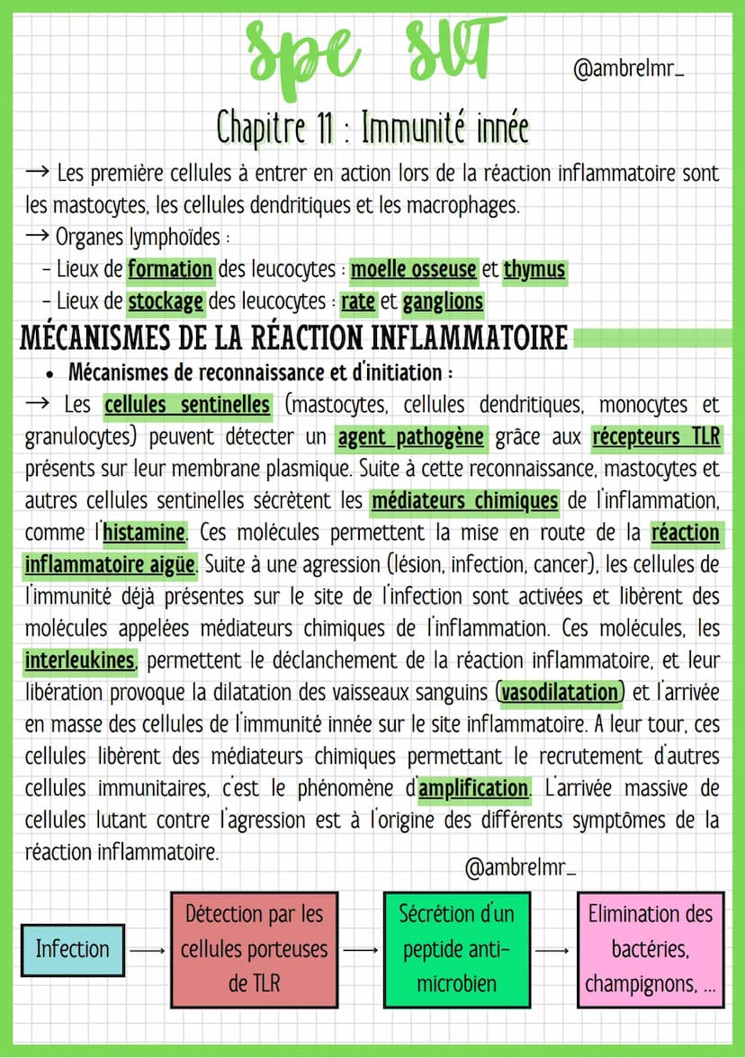 ●
spe str
SUT
LA RÉACTION
Globules blancs = leucocytes : Cellules immunitaires.
Vasodilatation : C'est la dilatation des vaisseaux sanguins 