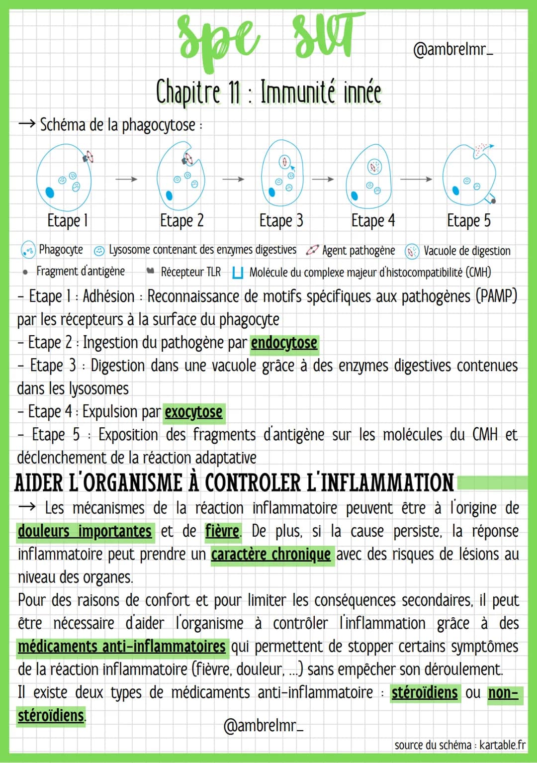 ●
spe str
SUT
LA RÉACTION
Globules blancs = leucocytes : Cellules immunitaires.
Vasodilatation : C'est la dilatation des vaisseaux sanguins 