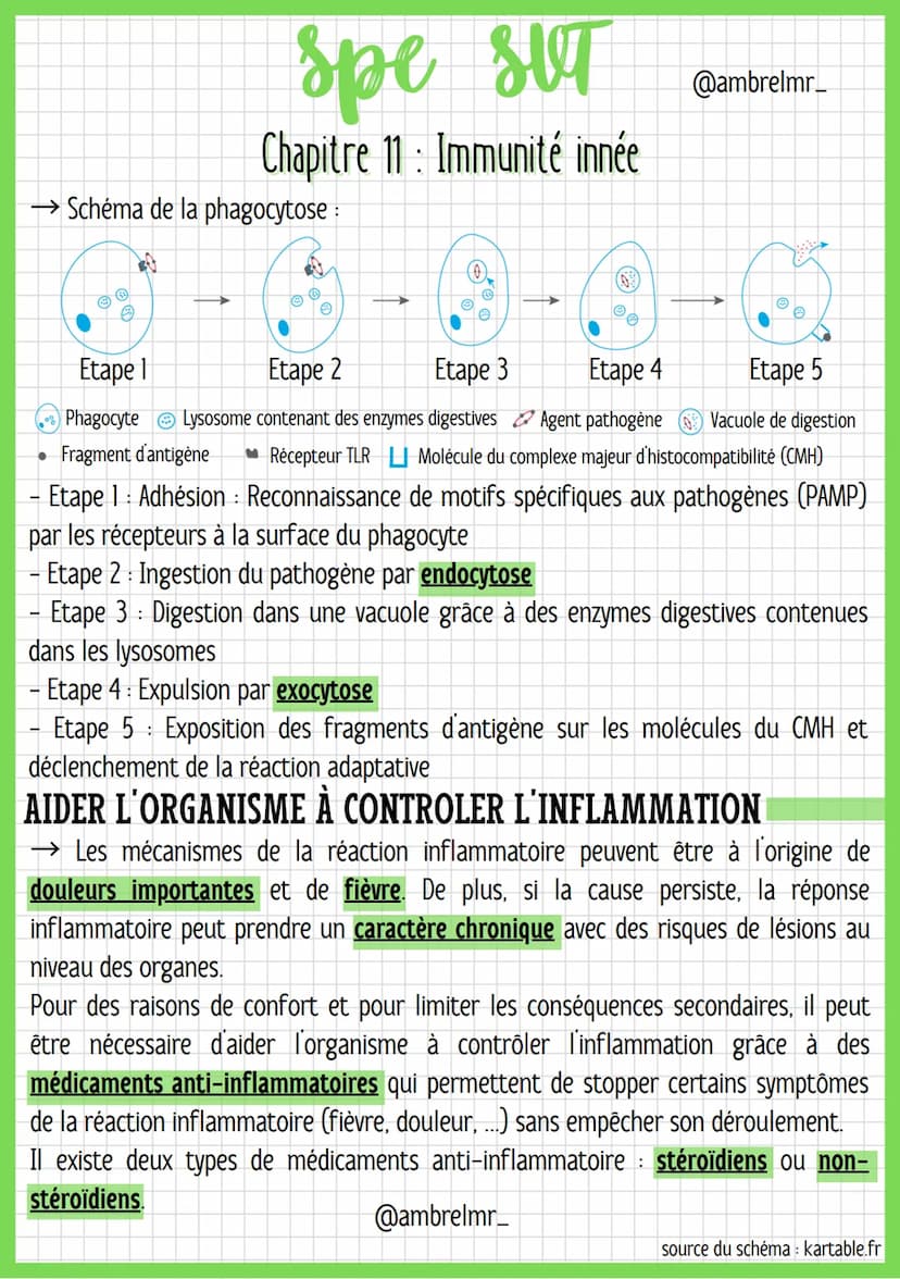 ●
spe str
SUT
LA RÉACTION
Globules blancs = leucocytes : Cellules immunitaires.
Vasodilatation : C'est la dilatation des vaisseaux sanguins 
