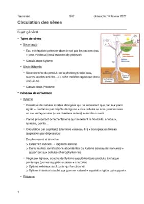 Know Cours 1.1 - Circulation sèves  thumbnail