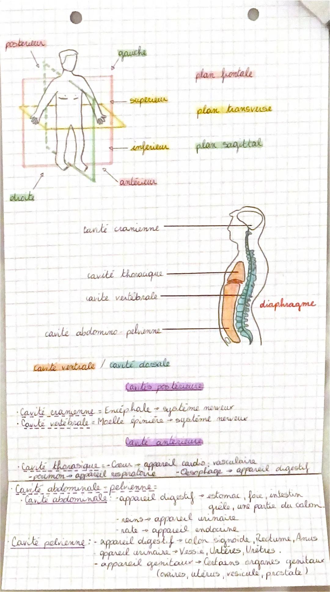 # BIOLOGIE

Anatomie: Etude de la structure et de la forme des être
organisés anisi que des rapports entre leurs différents
organes. (-tomie