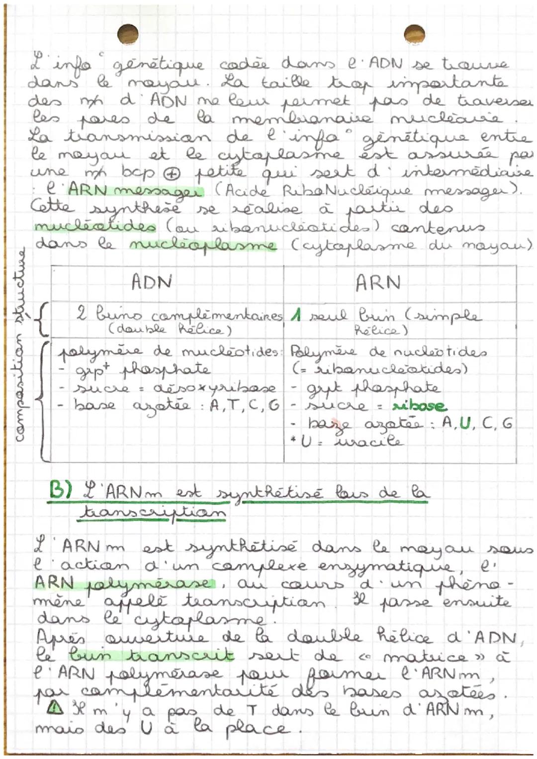 CHAP 3
SVT
de l'ADN à la protéine

La synthese d' une patsine necessite que les
acides amines a specifige
spécifiques qui la cansti-
tuent s