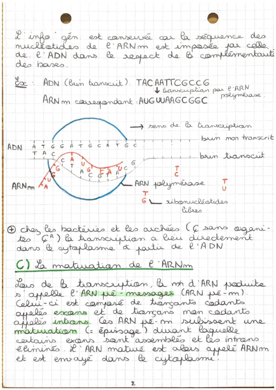 CHAP 3
SVT
de l'ADN à la protéine

La synthese d' une patsine necessite que les
acides amines a specifige
spécifiques qui la cansti-
tuent s