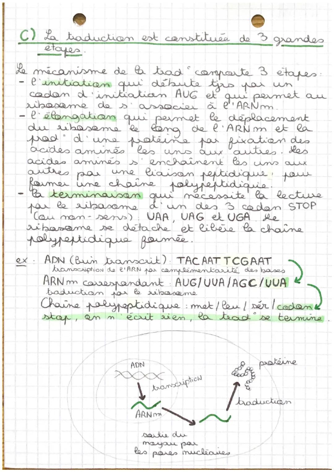 CHAP 3
SVT
de l'ADN à la protéine

La synthese d' une patsine necessite que les
acides amines a specifige
spécifiques qui la cansti-
tuent s