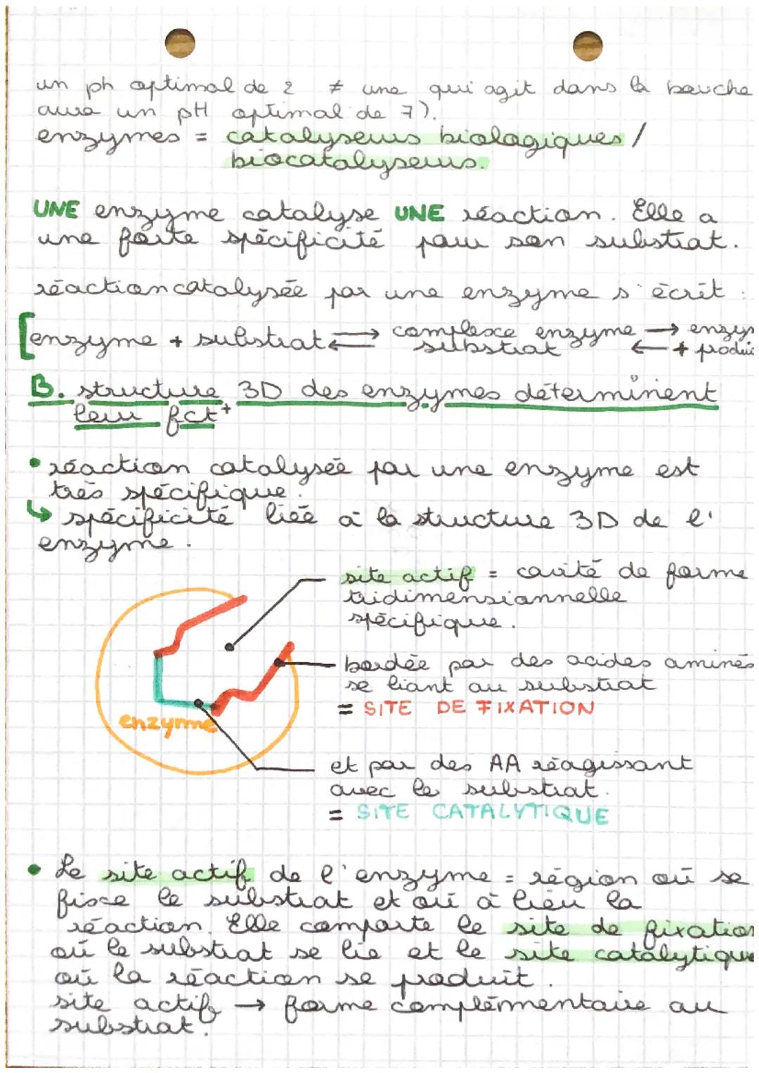 CHAP 3
SVT
de l'ADN à la protéine

La synthese d' une patsine necessite que les
acides amines a specifige
spécifiques qui la cansti-
tuent s