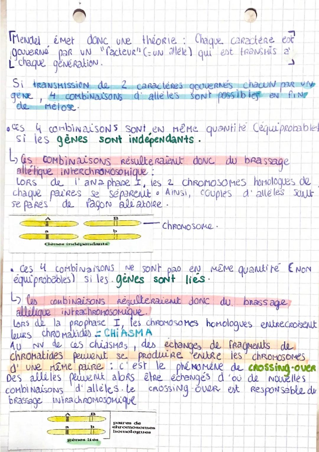 S.V.T spé
I. La conservation des géNomes: stabilité génétique et
évolution clonale
CLONE: ensemble de cellules génétiquement identiques form