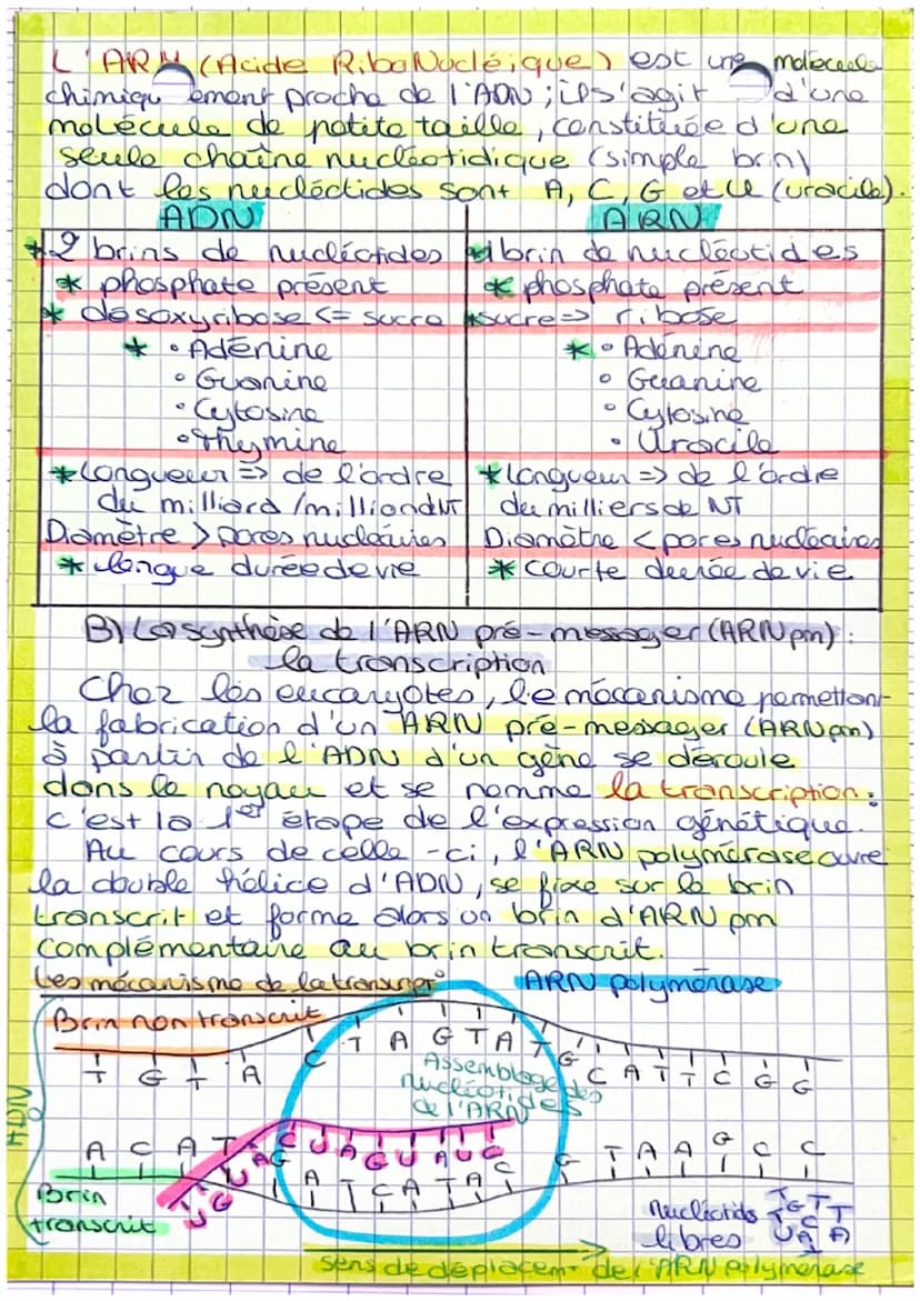 Chapise 4. ('expression du patrimoine natique
LADN contient des info sous la forme d'unités
que sont les gènes. Un gène est une info
codée p