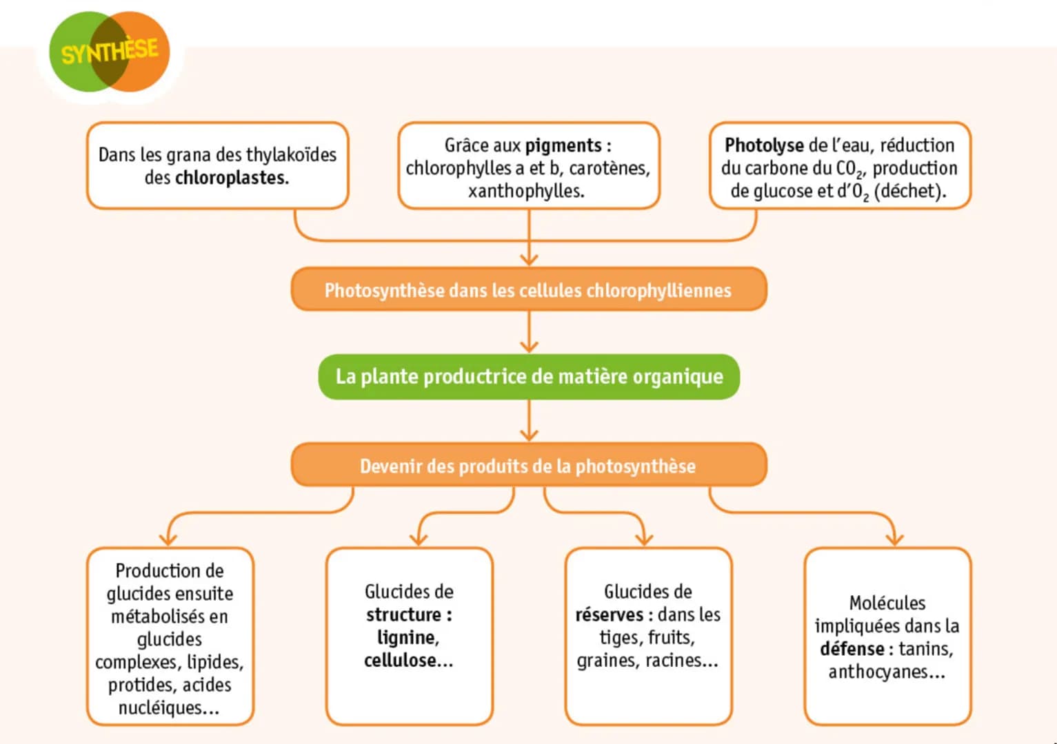 SYNTHÈSE
Dans les grana des thylakoïdes
des chloroplastes.
Production de
glucides ensuite
métabolisés en
glucides
complexes, lipides,
protid