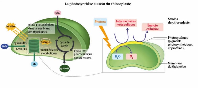 SYNTHÈSE
Dans les grana des thylakoïdes
des chloroplastes.
Production de
glucides ensuite
métabolisés en
glucides
complexes, lipides,
protid