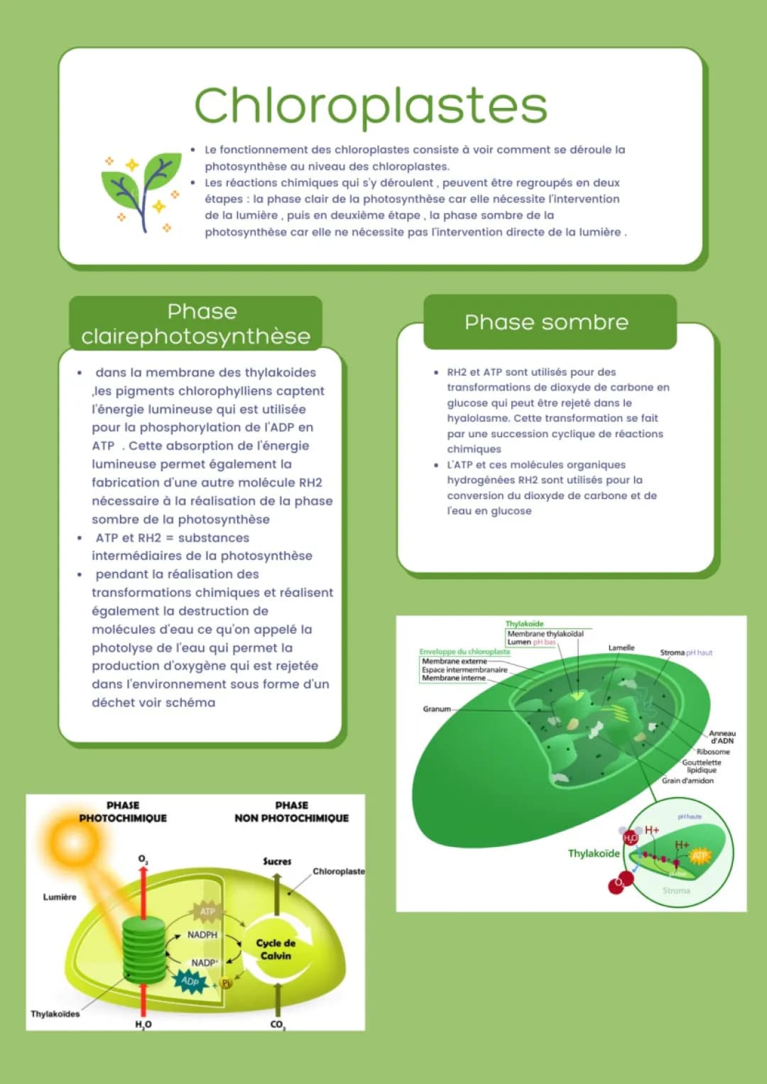 Chloroplastes 
