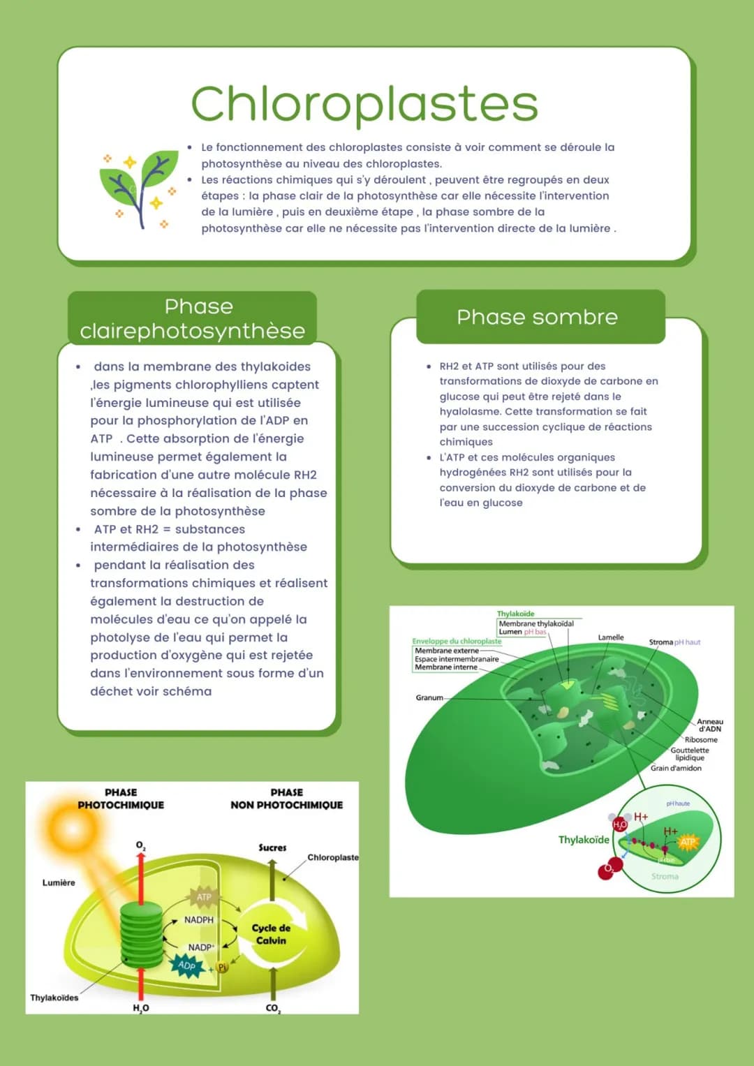 Lumière
Phase
clairephotosynthèse
• dans la membrane des thylakoides
,les pigments chlorophylliens captent
l'énergie lumineuse qui est utili