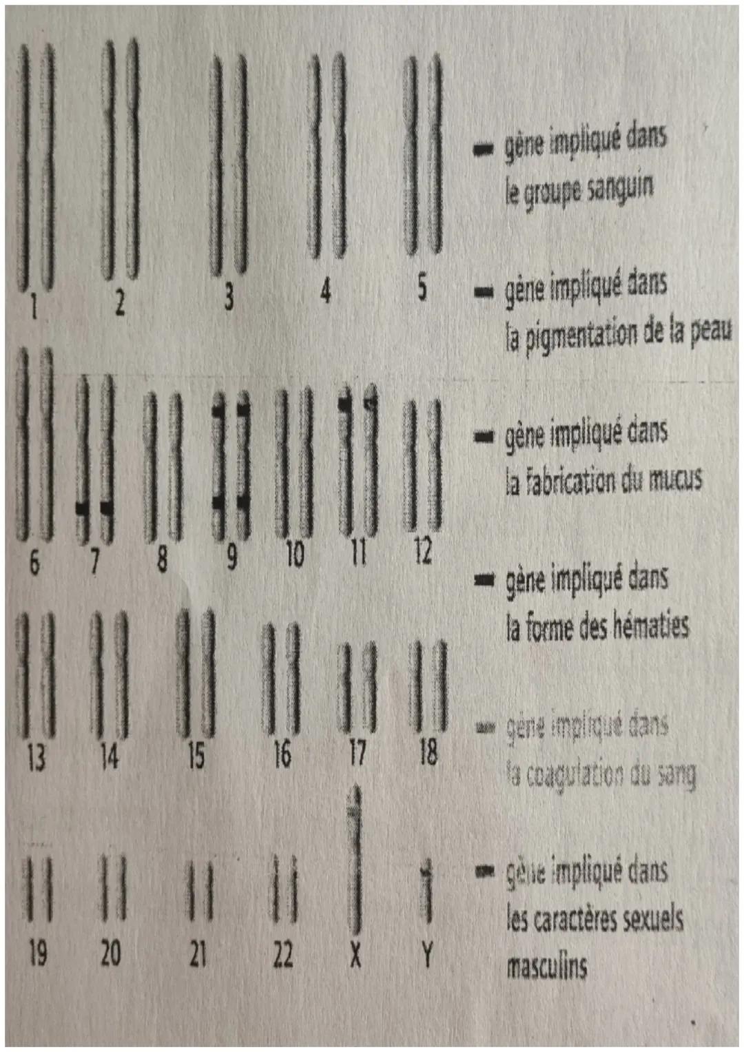 # SVT

Chromosomes, gemes et information
geme tique.

La composition de chromosomes:

*   um chromosomes est constitue d'ADN Acide Desoxyrib