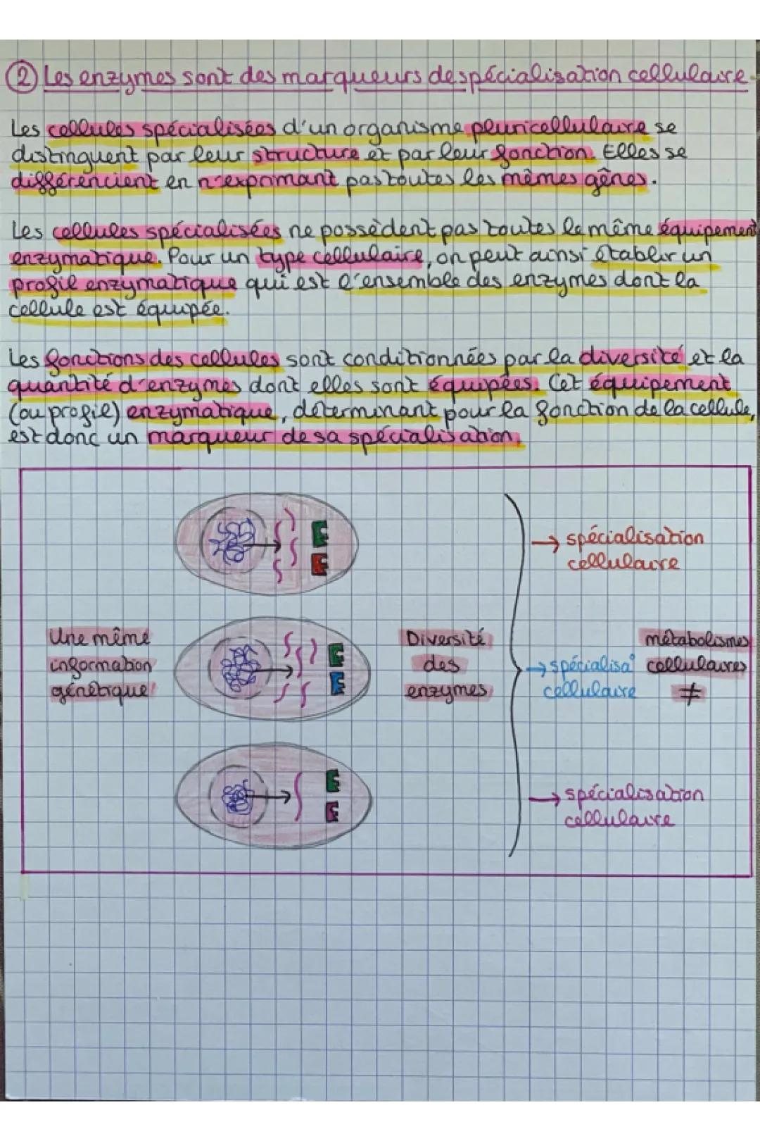 Comprendre les Enzymes : Leur Configuration et Spécialisation