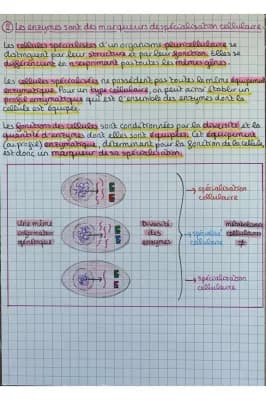 Know Les enzymes, des biomolécules aux propriétés catalytiques thumbnail