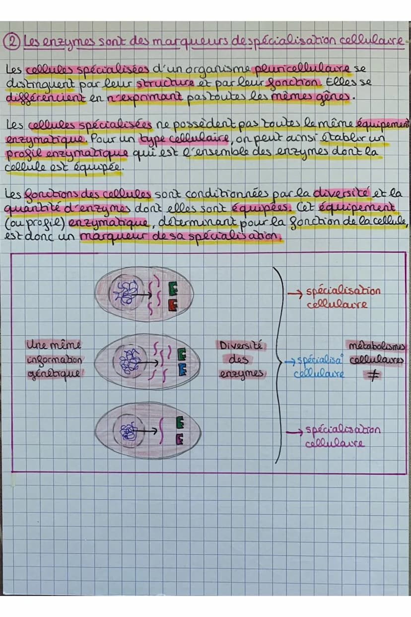 - La configuration spatiale des enzymes:
Les
enzymes sont des protéines, constituées d'une succession d'a.a.,
avec une structure in dimensio
