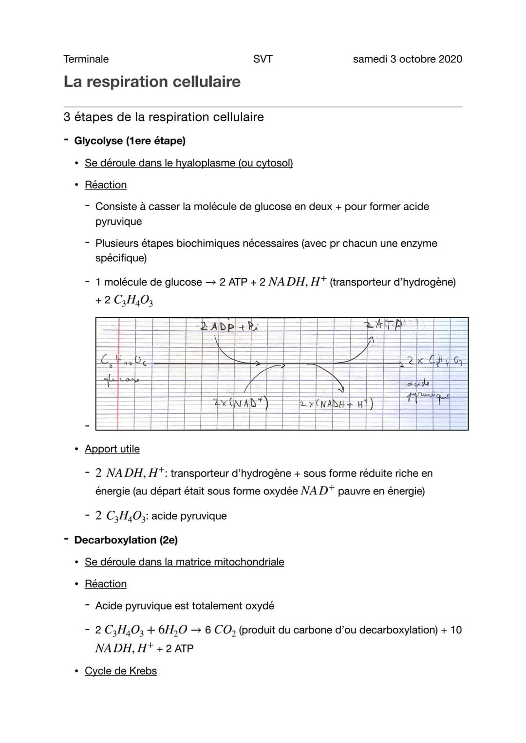 Terminale
La respiration cellulaire
●
3 étapes de la respiration cellulaire
Glycolyse (1ere étape)
• Se déroule dans le hyaloplasme (ou cyto