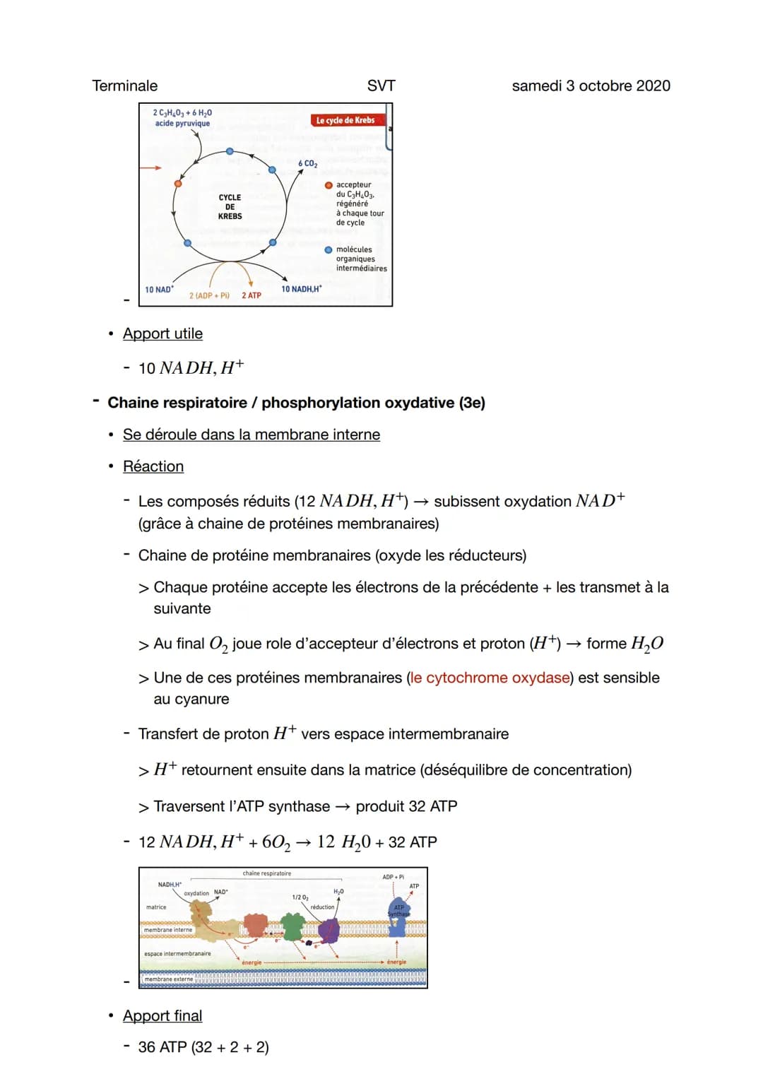 Terminale
La respiration cellulaire
●
3 étapes de la respiration cellulaire
Glycolyse (1ere étape)
• Se déroule dans le hyaloplasme (ou cyto
