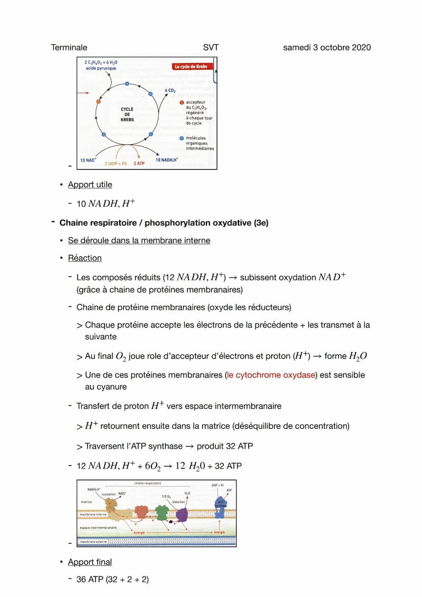 Terminale
La respiration cellulaire
●
3 étapes de la respiration cellulaire
Glycolyse (1ere étape)
• Se déroule dans le hyaloplasme (ou cyto