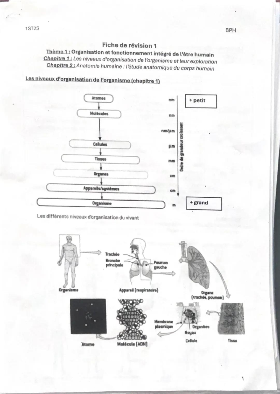 1ST25

Fiche de révision 1
Thème 1: Organisation et fonctionnement intégré de l'être humain
Chapitre 1: Les niveaux d'organisation de l'orga