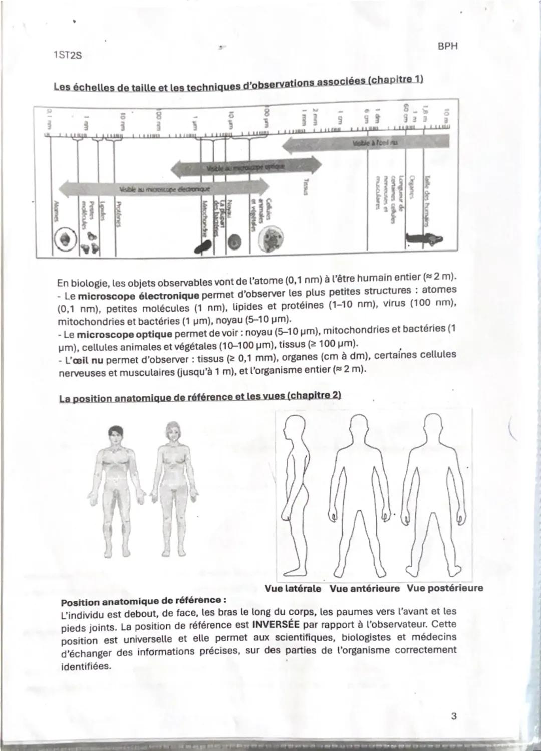 1ST25

Fiche de révision 1
Thème 1: Organisation et fonctionnement intégré de l'être humain
Chapitre 1: Les niveaux d'organisation de l'orga