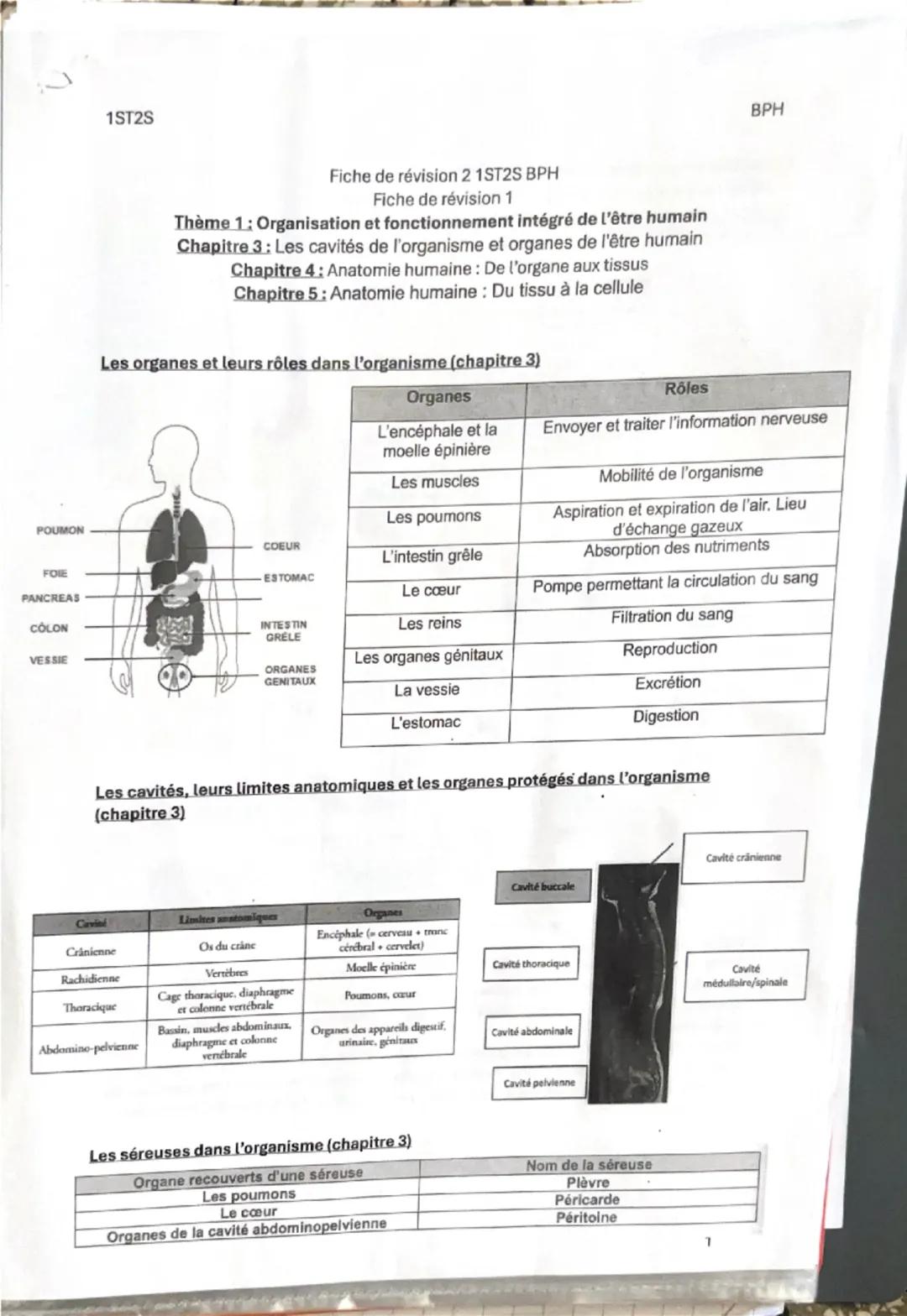 1ST25

Fiche de révision 1
Thème 1: Organisation et fonctionnement intégré de l'être humain
Chapitre 1: Les niveaux d'organisation de l'orga