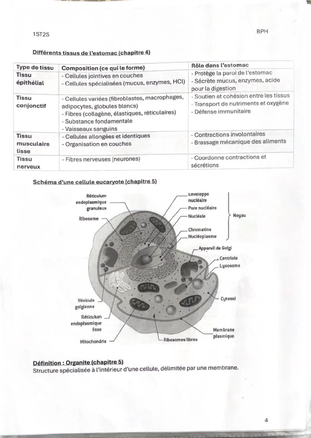 1ST25

Fiche de révision 1
Thème 1: Organisation et fonctionnement intégré de l'être humain
Chapitre 1: Les niveaux d'organisation de l'orga