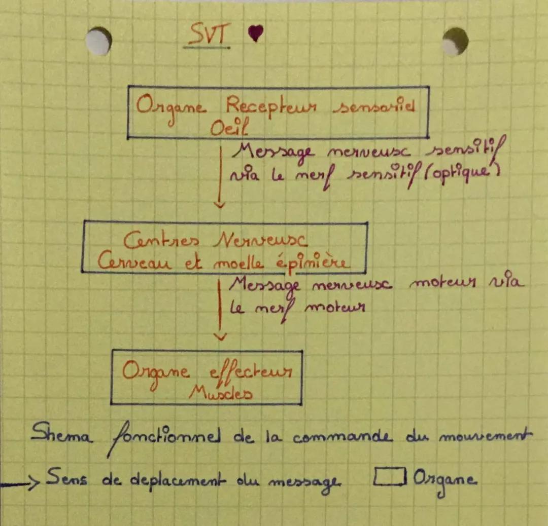 Schéma du trajet du message nerveux et la commande du mouvement SVT 4ème et 5ème