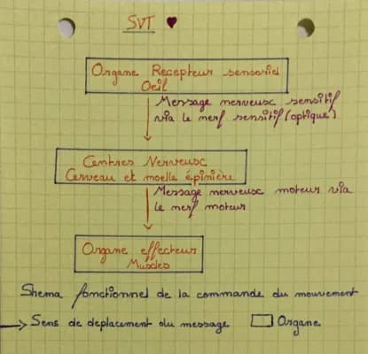 Know SVT : schéma fonctionnel de la commande du mouvement thumbnail