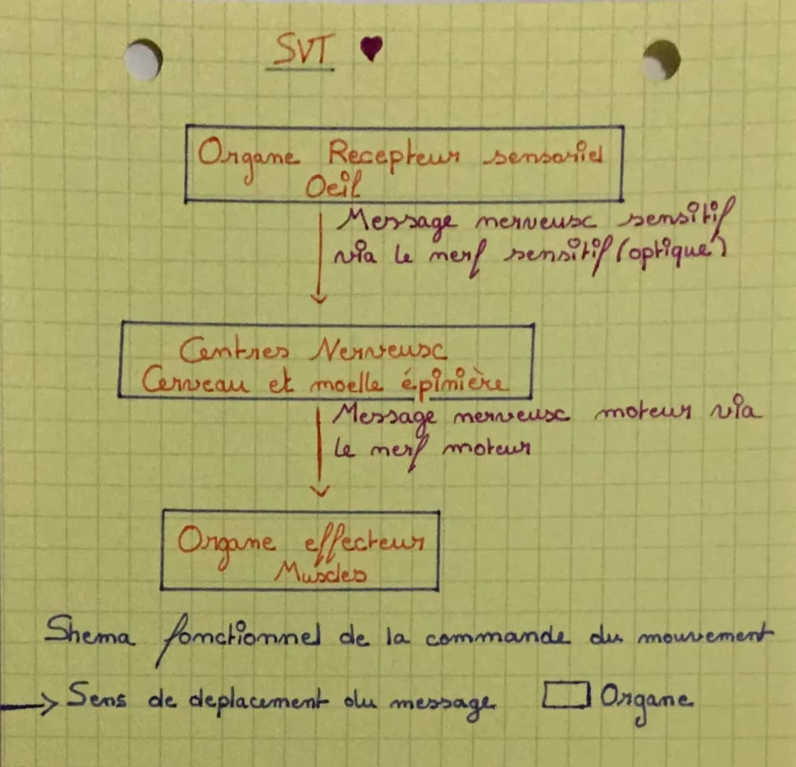 O
SVT
Organe Recepteur sensorid
Oeil
Message merveuse sensitif
via le merf sensitif (optique)
Centres Nerveuse
Cerveau et moelle épinière
Me