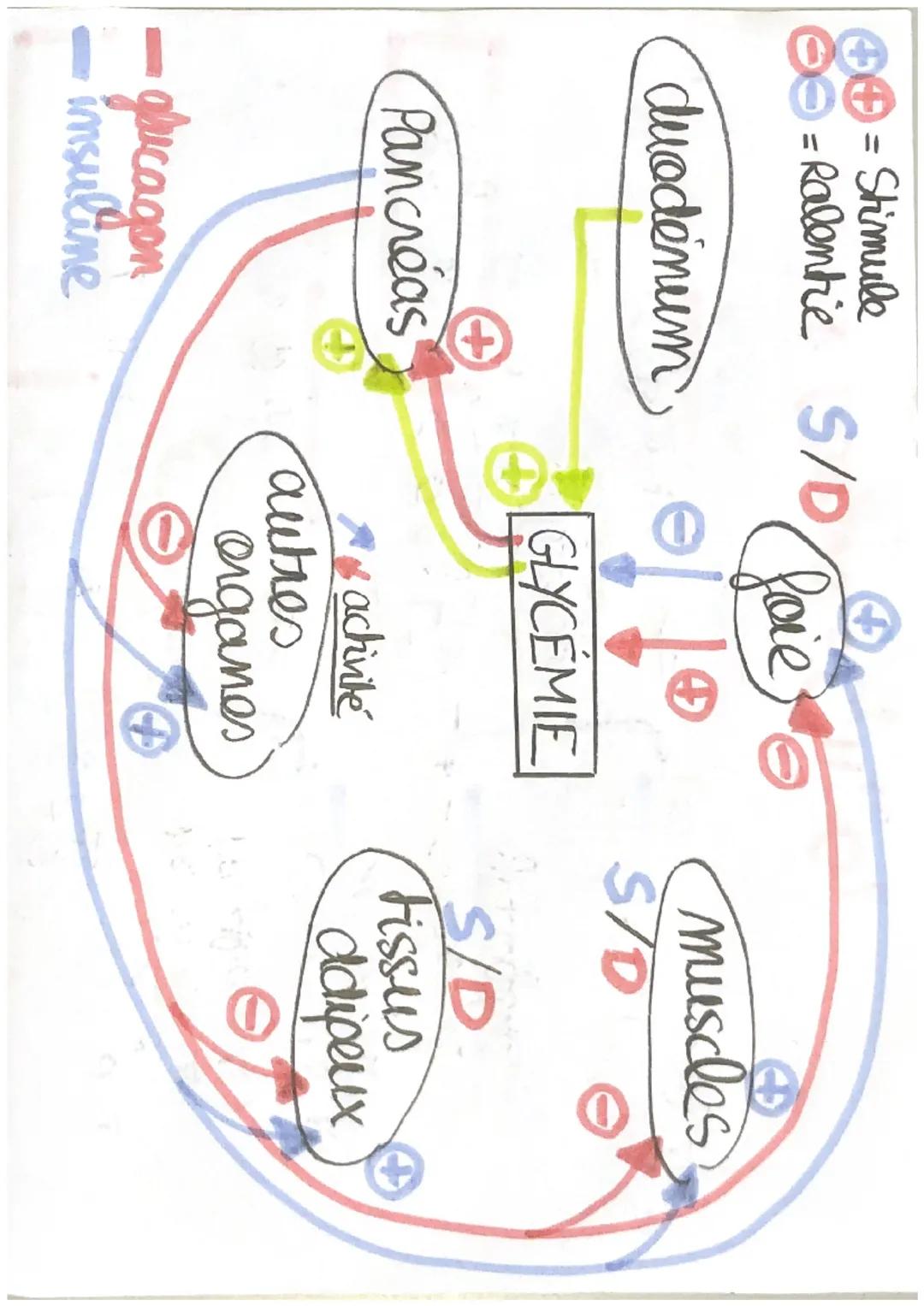 = Stimule
= Ralentie S/D
duodénum
+
Pancreas
glucagon
insuline
love
GLYCEMIE
activité
autres
organes
muscles
S/D
Argentin
S/D
Fissus
adipeux