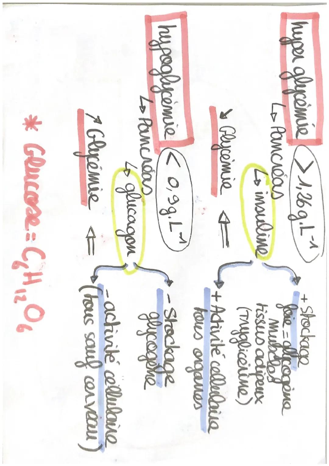 = Stimule
= Ralentie S/D
duodénum
+
Pancreas
glucagon
insuline
love
GLYCEMIE
activité
autres
organes
muscles
S/D
Argentin
S/D
Fissus
adipeux