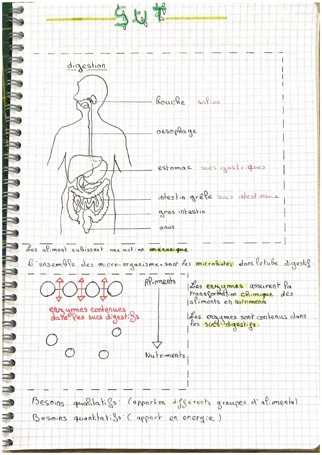 digestion
O
与心啦
b
Pes sucs digestigs.
O
O
bouche
oesophage
estomac
anus
Les aliment subissent une action mécanique.
L'ensemble des micro-org