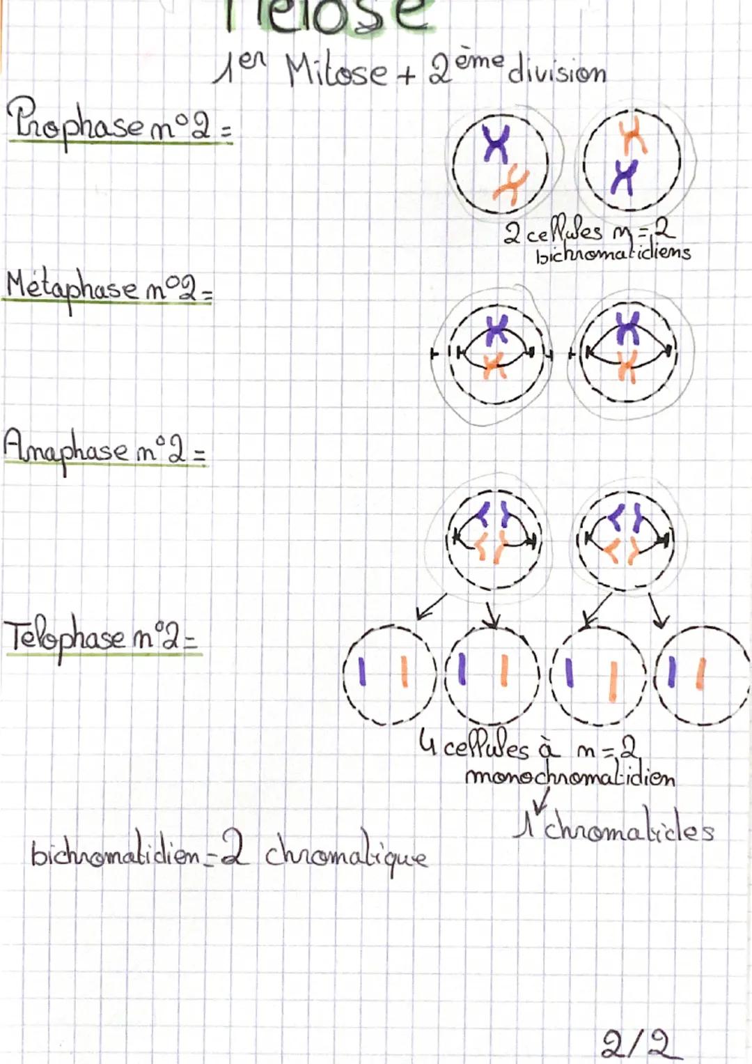 SVI
Спарл
Eucariote = cellule avec noyau
Procariote = cellule sans noyau (Bactérie)
Le matériel génétique est enfermé dans la double membres