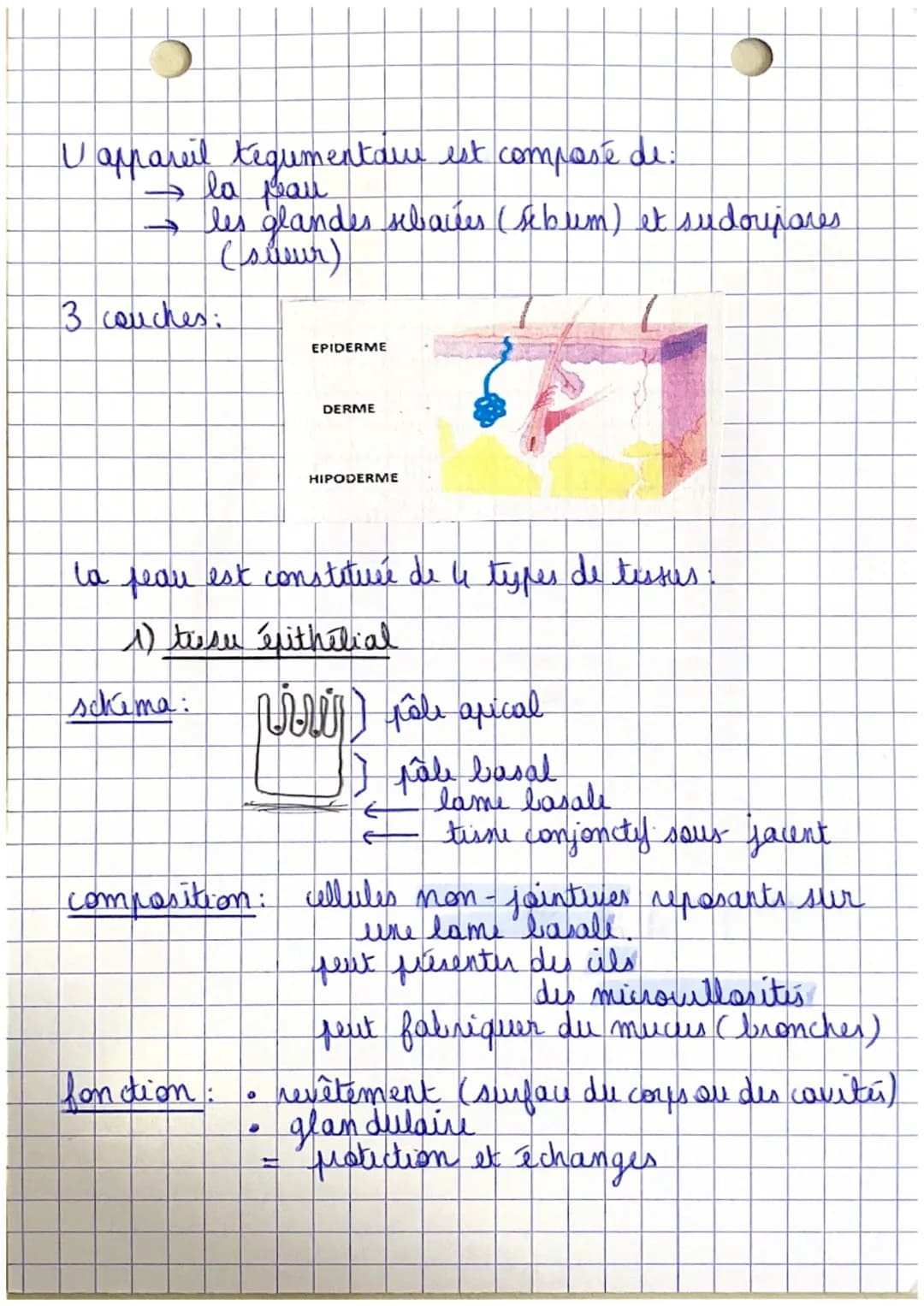 Poli
CHAPITRE 1.
Organisation et fonctionnement du corps humain
êtu humain
=
organisme vivant structure capable de
I se diplour
→ se nourrir