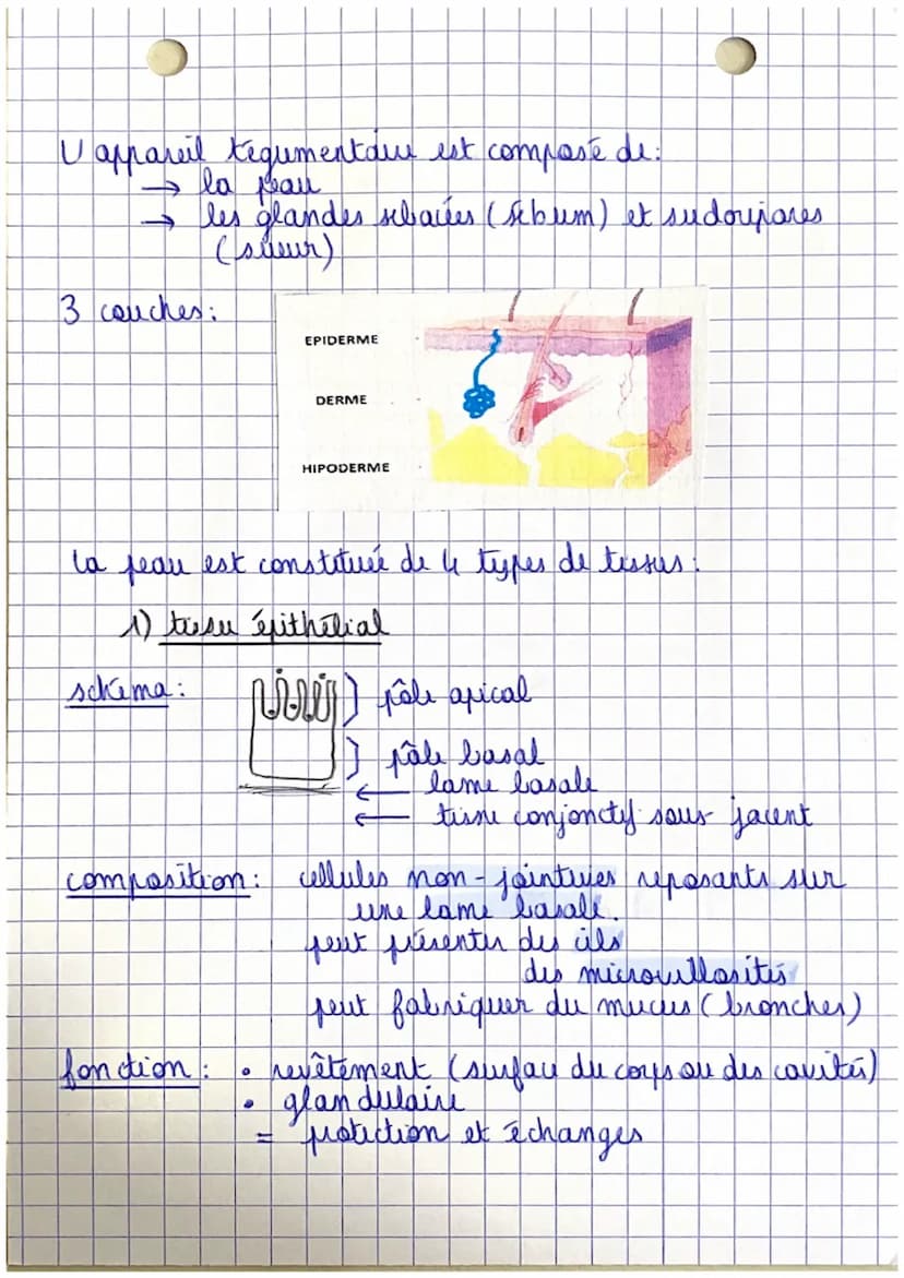 Poli
CHAPITRE 1.
Organisation et fonctionnement du corps humain
êtu humain
=
organisme vivant structure capable de
I se diplour
→ se nourrir