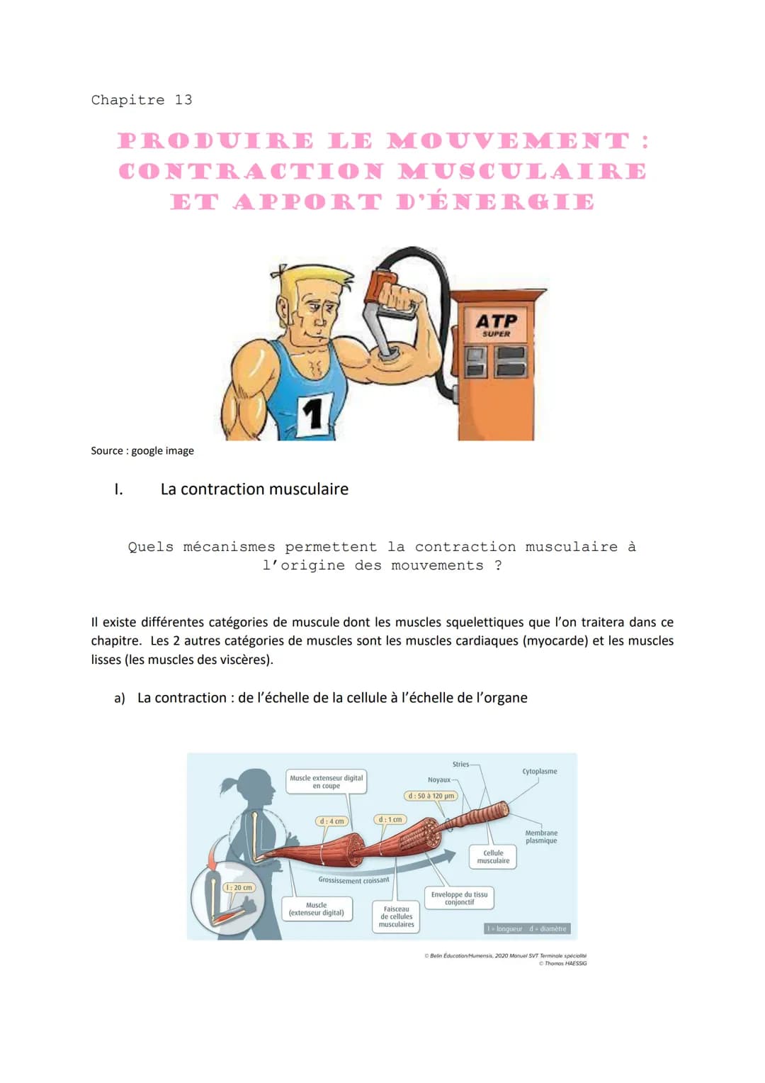 Chapitre 13
PRODUIRE LE MOUVEMENT:
CONTRACTION MUSCULAIRE
ET APPORT D'ÉNERGIE
Source: google image
I.
1
La contraction musculaire
Quels méca