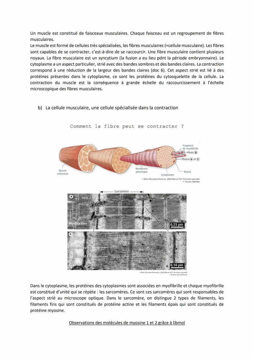 Chapitre 13
PRODUIRE LE MOUVEMENT:
CONTRACTION MUSCULAIRE
ET APPORT D'ÉNERGIE
Source: google image
I.
1
La contraction musculaire
Quels méca
