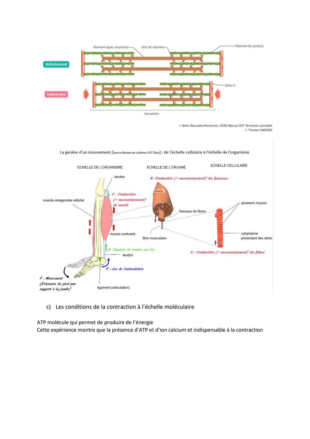 Chapitre 13
PRODUIRE LE MOUVEMENT:
CONTRACTION MUSCULAIRE
ET APPORT D'ÉNERGIE
Source: google image
I.
1
La contraction musculaire
Quels méca