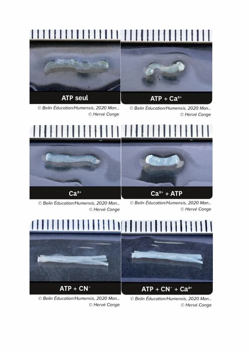 Chapitre 13
PRODUIRE LE MOUVEMENT:
CONTRACTION MUSCULAIRE
ET APPORT D'ÉNERGIE
Source: google image
I.
1
La contraction musculaire
Quels méca