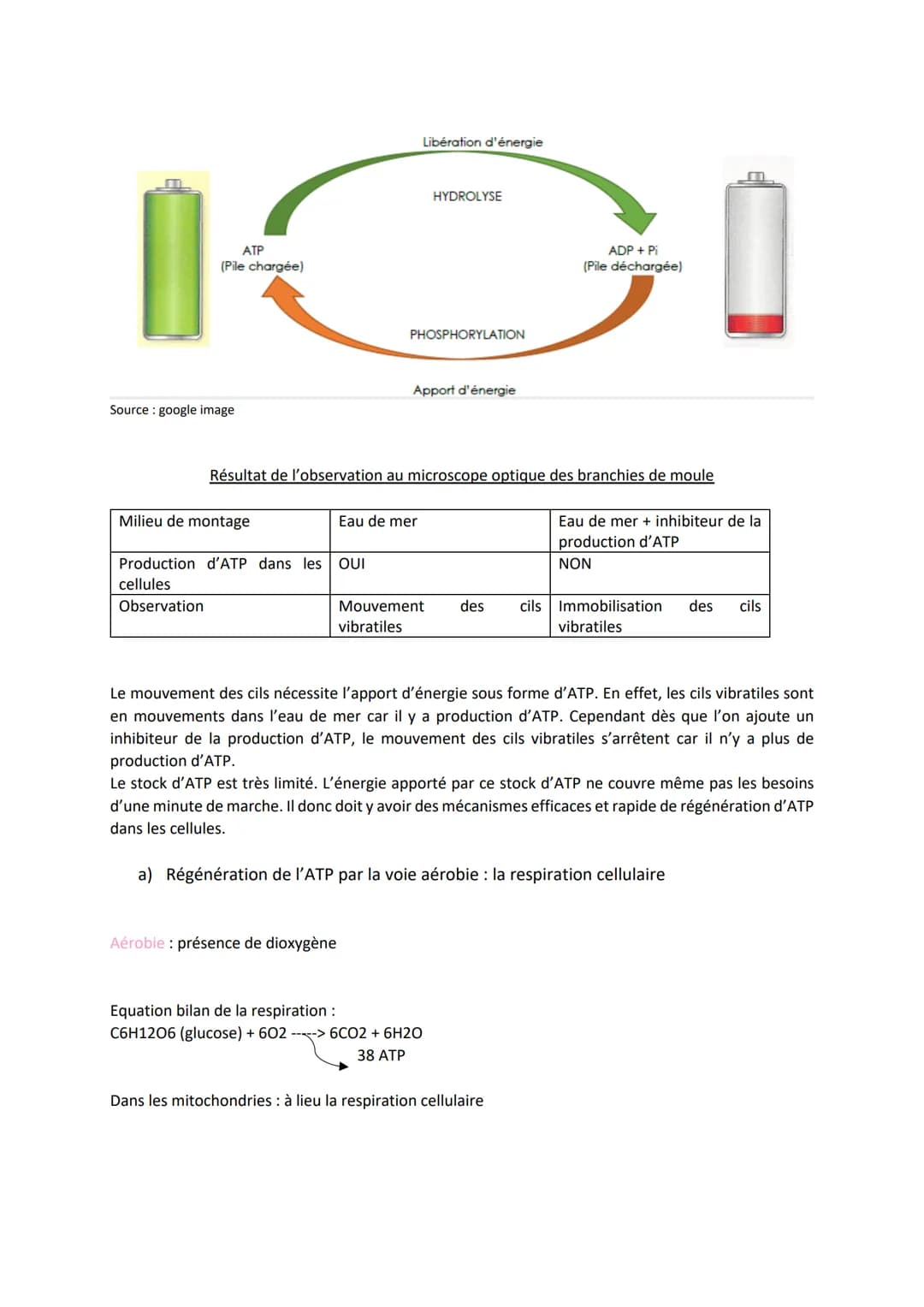 Chapitre 13
PRODUIRE LE MOUVEMENT:
CONTRACTION MUSCULAIRE
ET APPORT D'ÉNERGIE
Source: google image
I.
1
La contraction musculaire
Quels méca