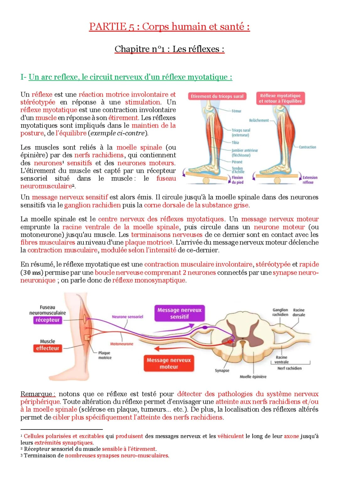 Tout Savoir sur le Réflexe Myotatique : Définitions, Exemples et Spasmes Musculaires