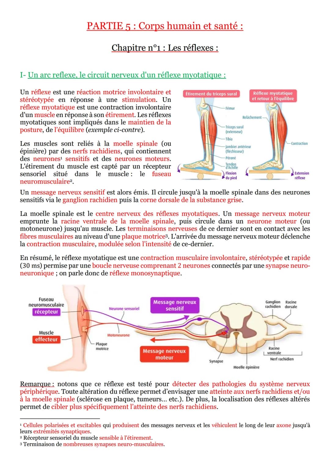 I- Un arc reflexe, le circuit nerveux d'un réflexe myotatique :
Un réflexe est une réaction motrice involontaire et
stéréotypée en réponse à